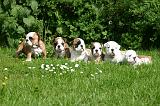 BULLDOG ANGLAIS 224
